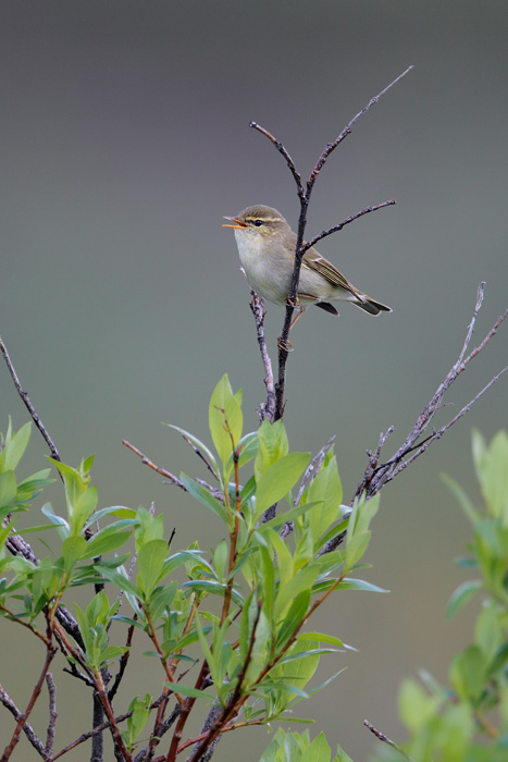 Arctic Warbler