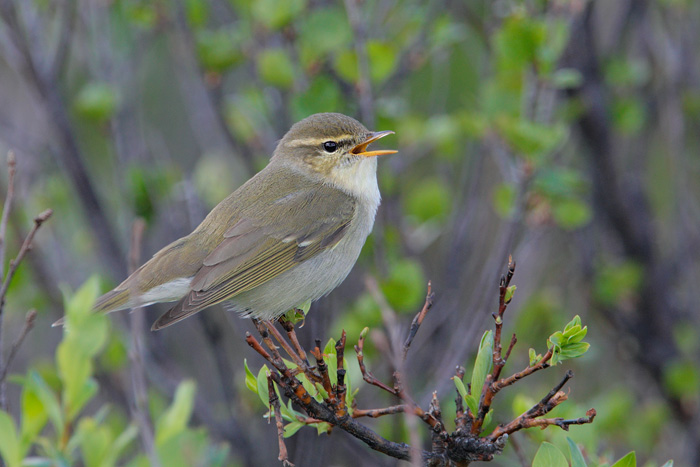 Arctic Warbler