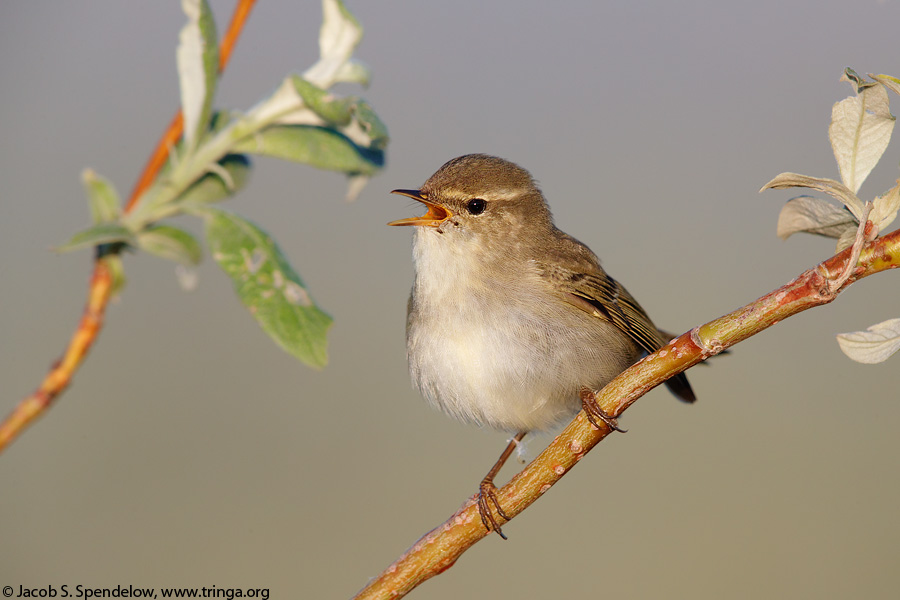 Arctic Warbler