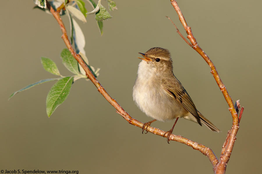 Arctic Warbler