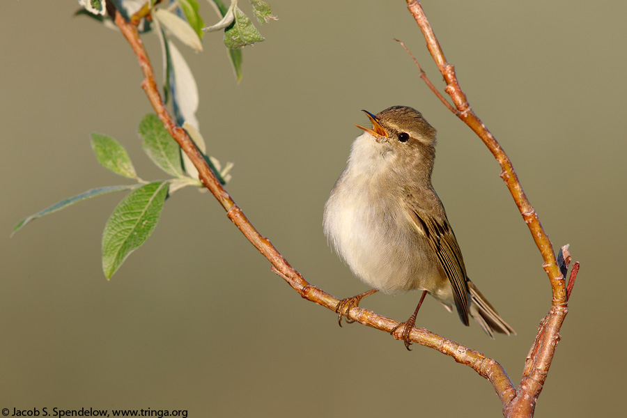 Arctic Warbler