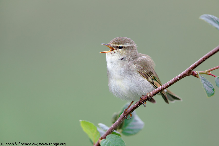 Arctic Warbler