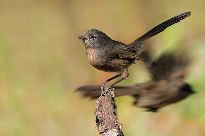 Wrentit