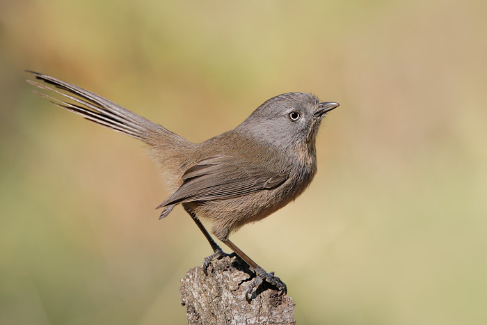 Wrentit