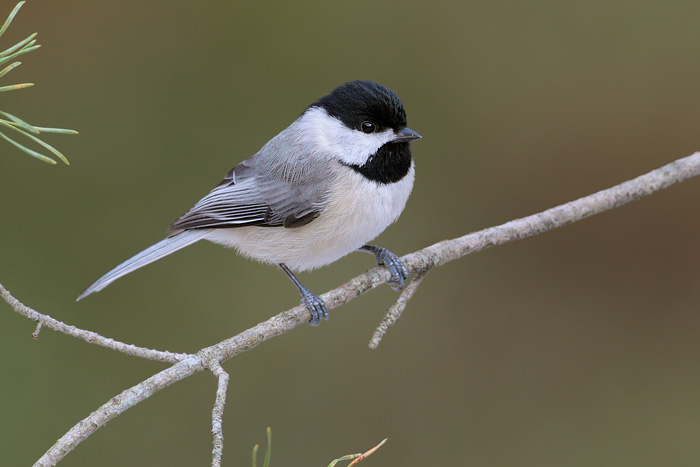 Carolina Chickadee