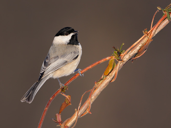 Carolina Chickadee