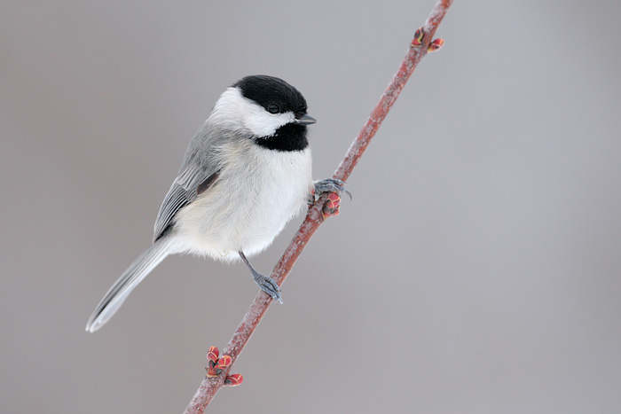 Carolina Chickadee