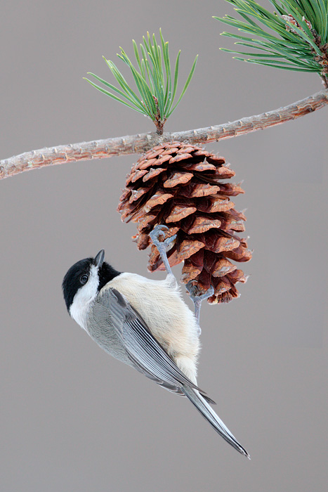 Carolina Chickadee