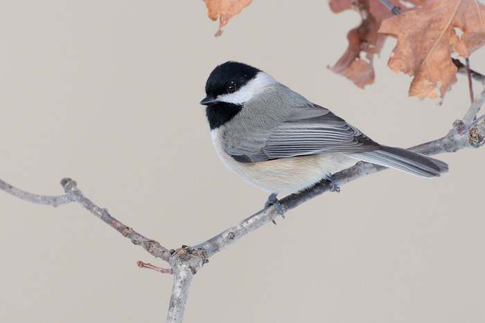 Carolina Chickadee