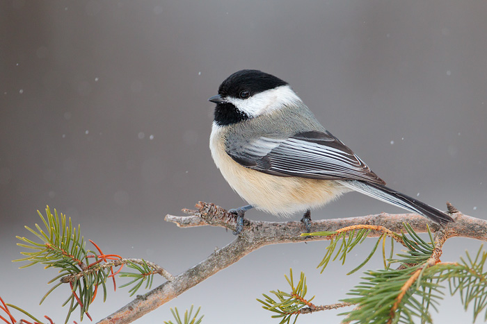 Black-capped Chickadee