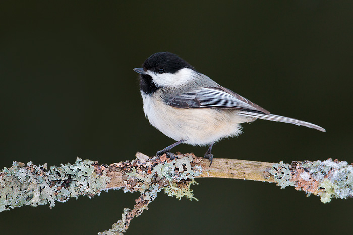 Black-capped Chickadee