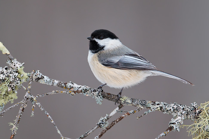 Black-capped Chickadee