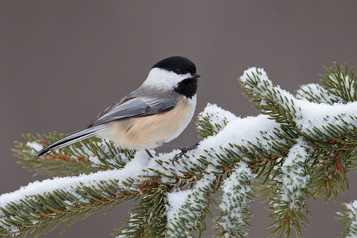 Black-capped Chickadee