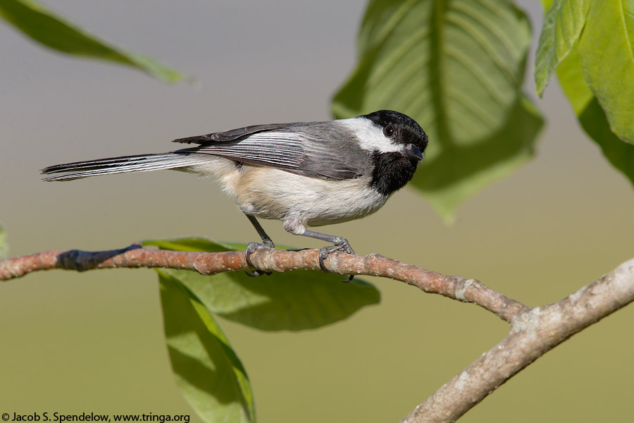 Black-capped Chickadee