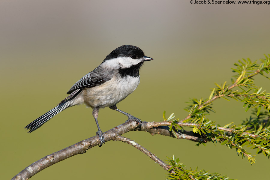 Black-capped Chickadee