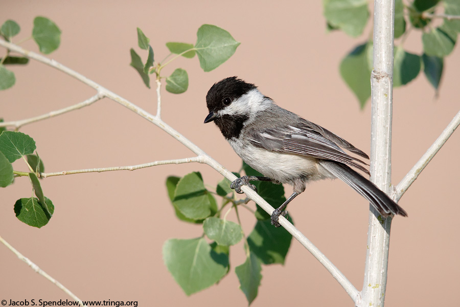 Black-capped Chickadee