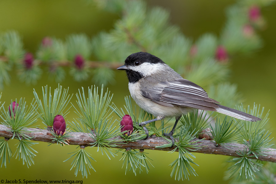 Black-capped Chickadee