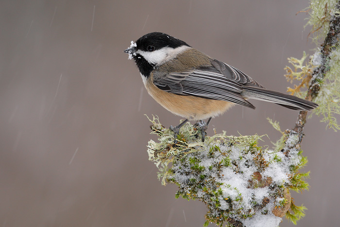 Black-capped Chickadee