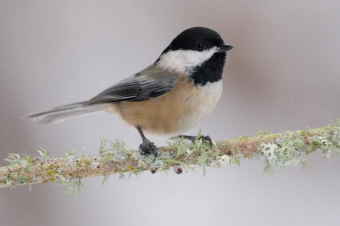 Black-capped Chickadee