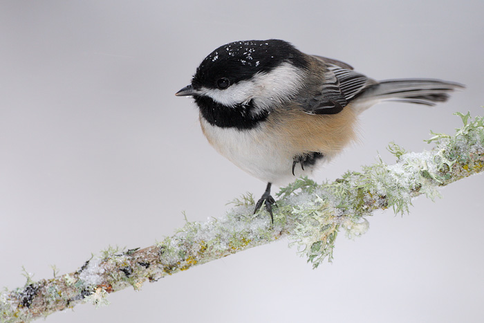 Black-capped Chickadee