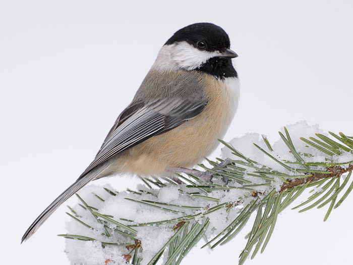 Black-capped Chickadee