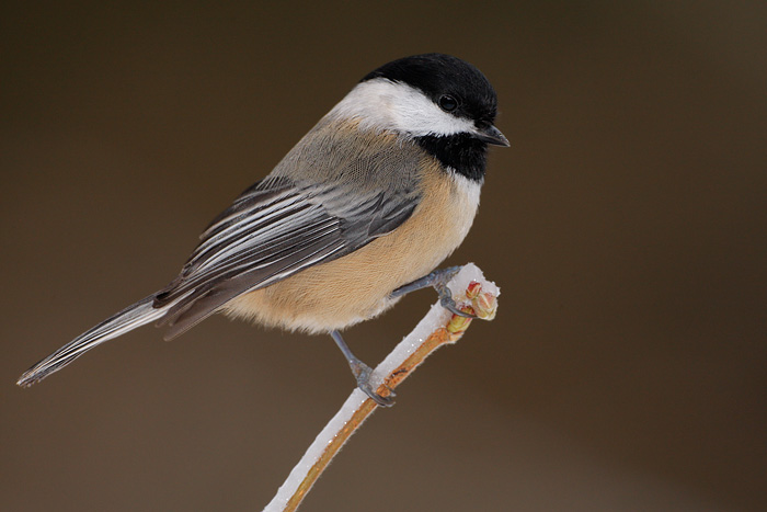 Black-capped Chickadee