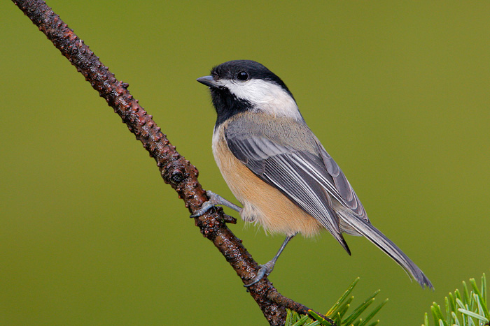 Black-capped Chickadee