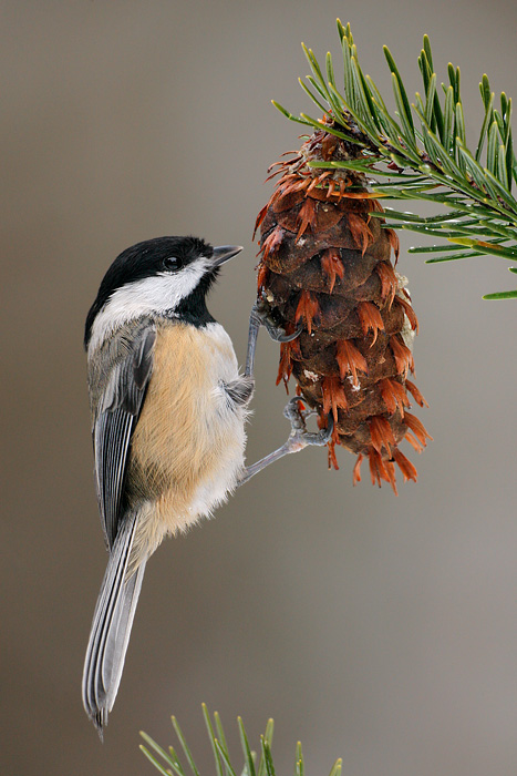 Black-capped Chickadee