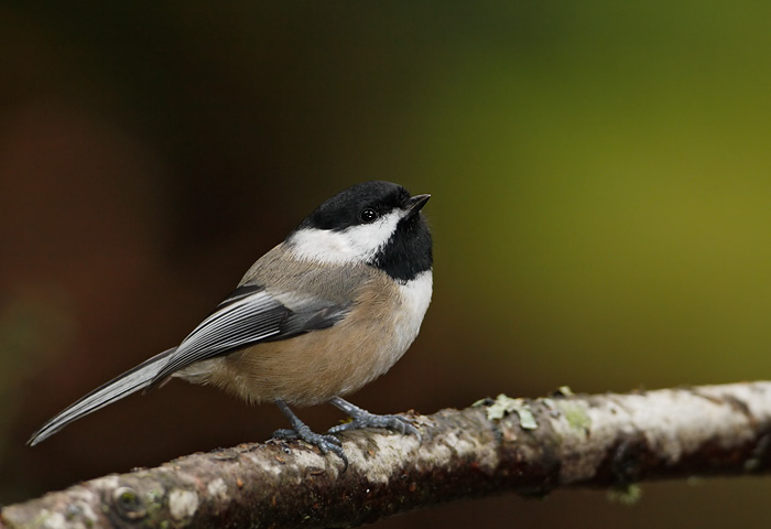 Black-capped Chickadee