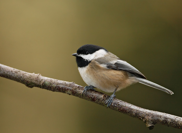 Black-capped Chickadee