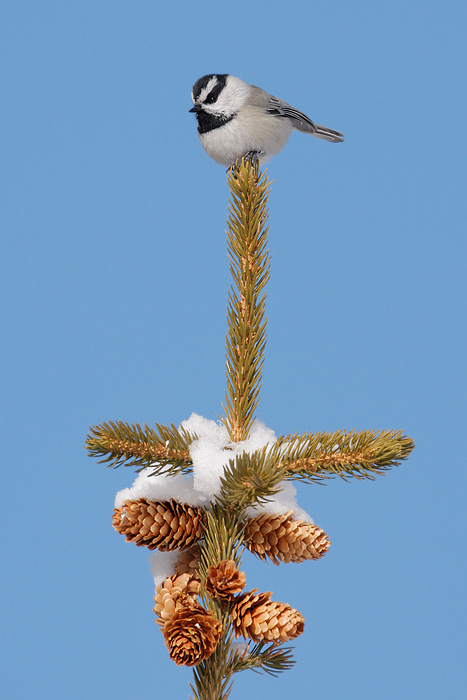 Mountain Chickadee