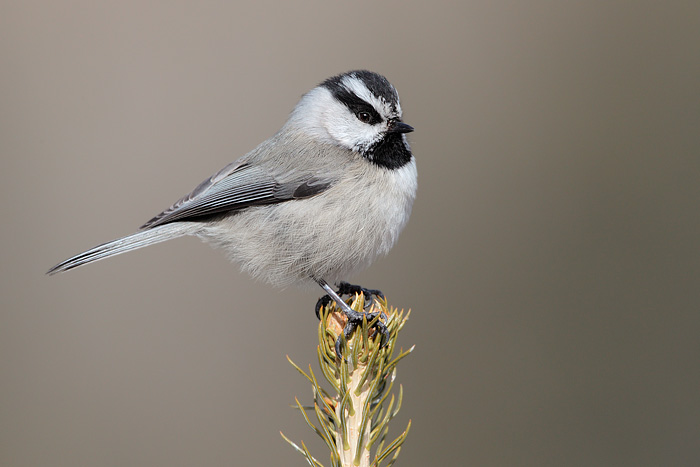 Mountain Chickadee