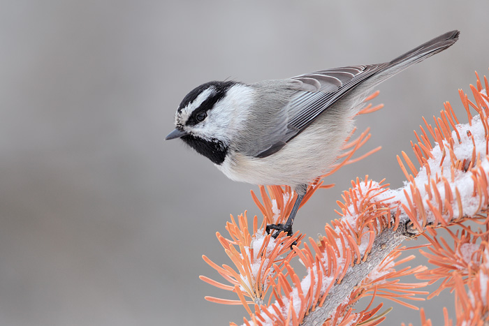 Mountain Chickadee