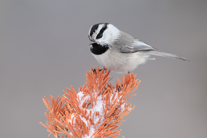 Mountain Chickadee