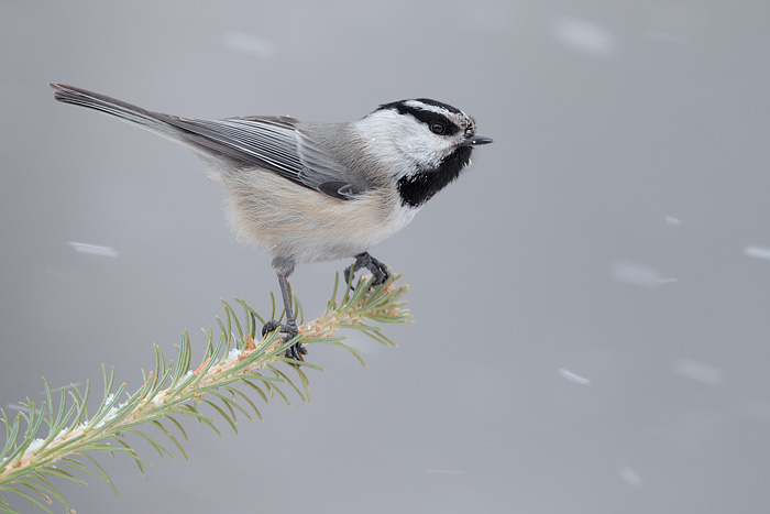 Mountain Chickadee