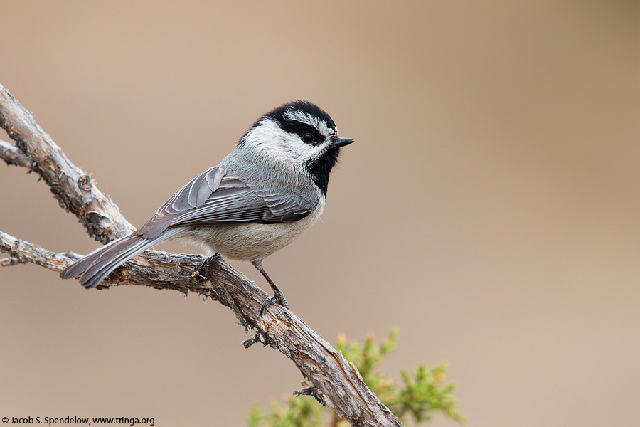 Mountain Chickadee