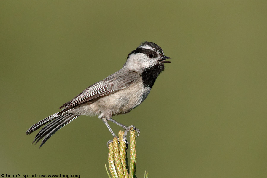 Mountain Chickadee