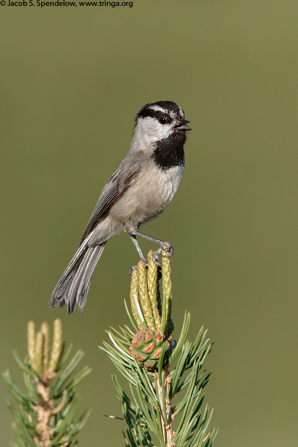 Mountain Chickadee