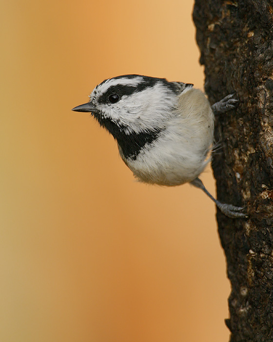 Mountain Chickadee