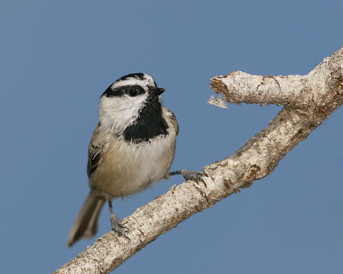 Mountain Chickadee