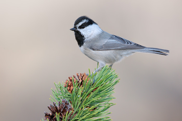 Mountain Chickadee