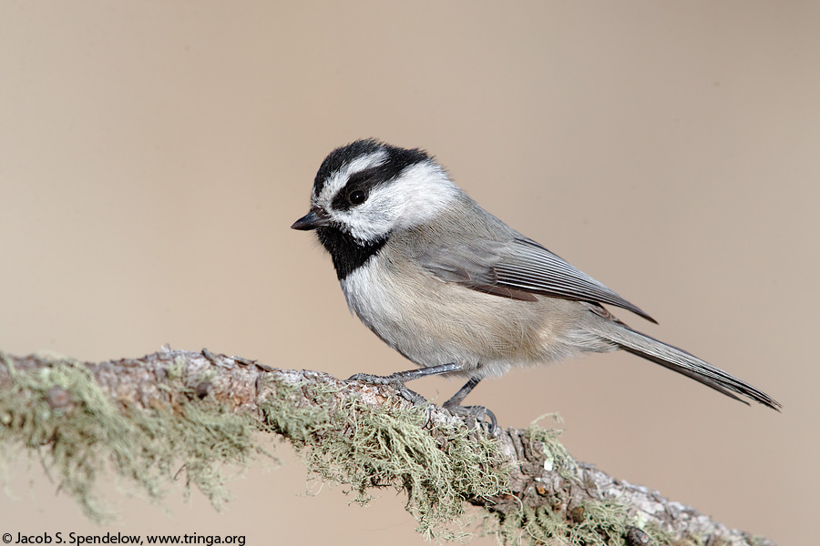 Mountain Chickadee