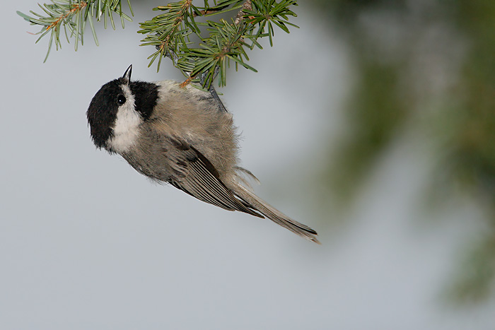 Mexican Chickadee