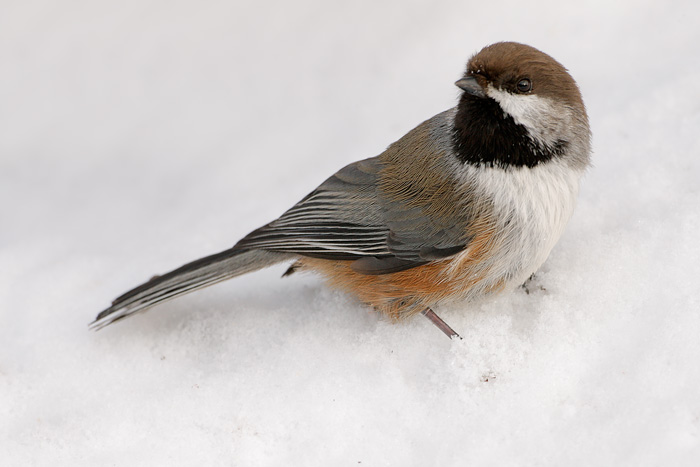 Boreal Chickadee