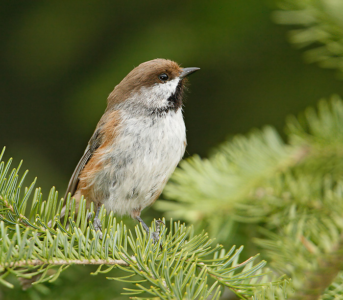 Boreal Chickadee