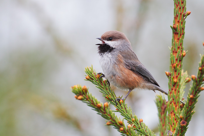 Boreal Chickadee