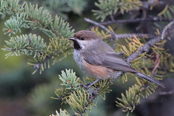 Boreal Chickadee