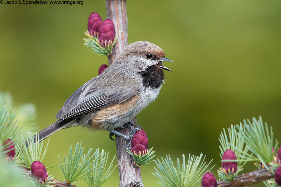 Boreal Chickadee