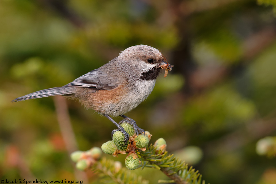 Boreal Chickadee