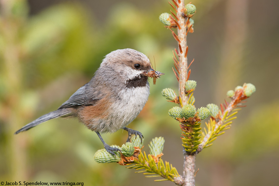 Boreal Chickadee